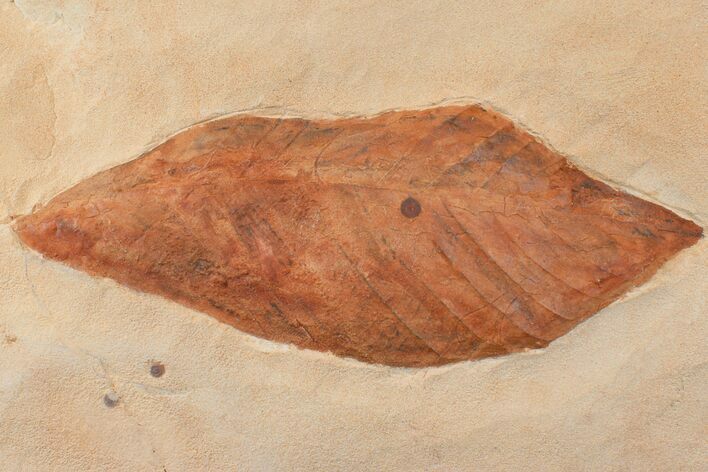 Red Fossil Hickory Leaf (Carya) - Montana #165059